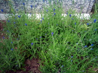 20120508_1414038 20120508_1414038